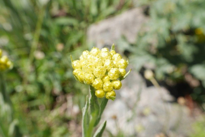 Helichrysum armenium photo 7