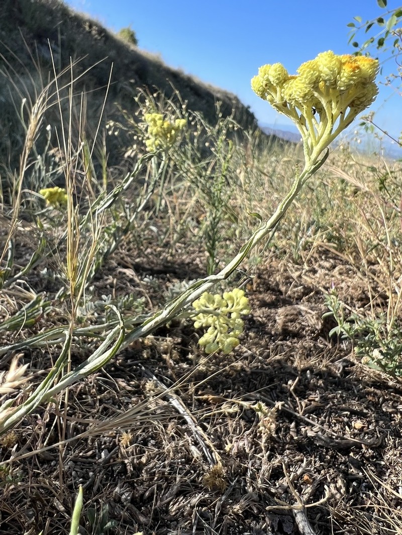 Helichrysum armenium photo 8