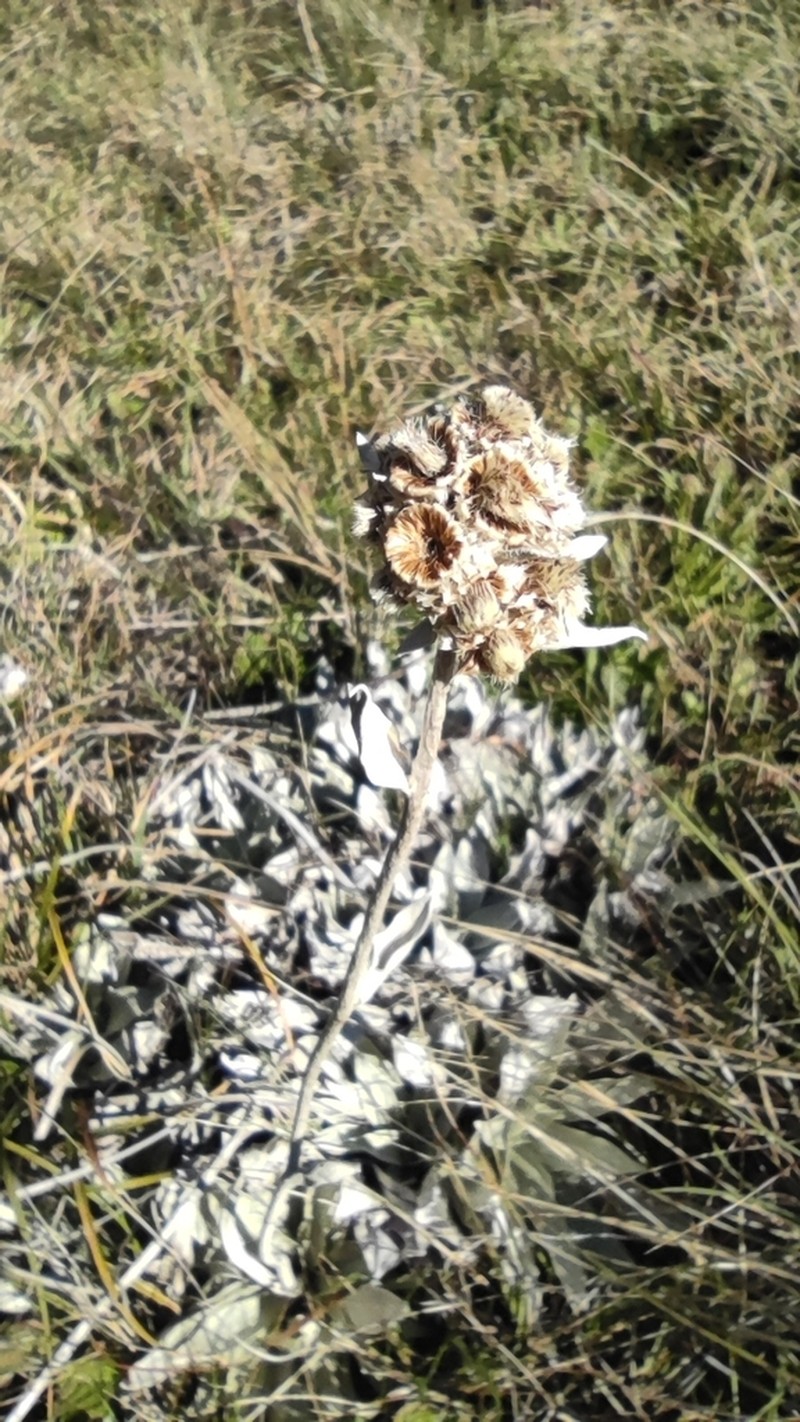 Helichrysum arnicoides