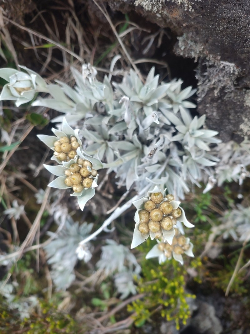 Helichrysum arnicoides photo 3