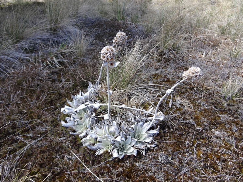 Helichrysum arnicoides photo 4