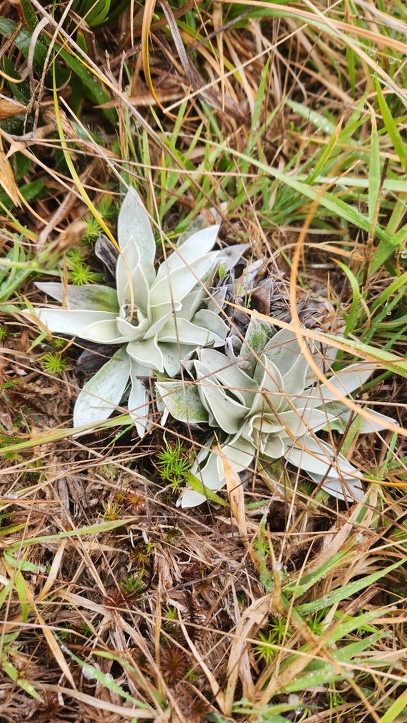 Helichrysum arnicoides photo 5