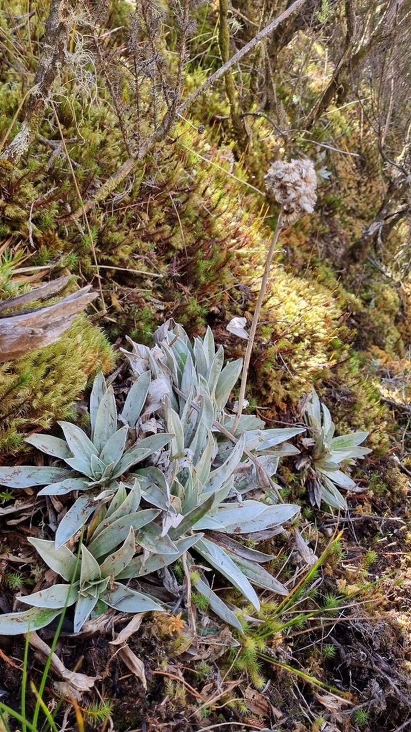 Helichrysum arnicoides photo 6