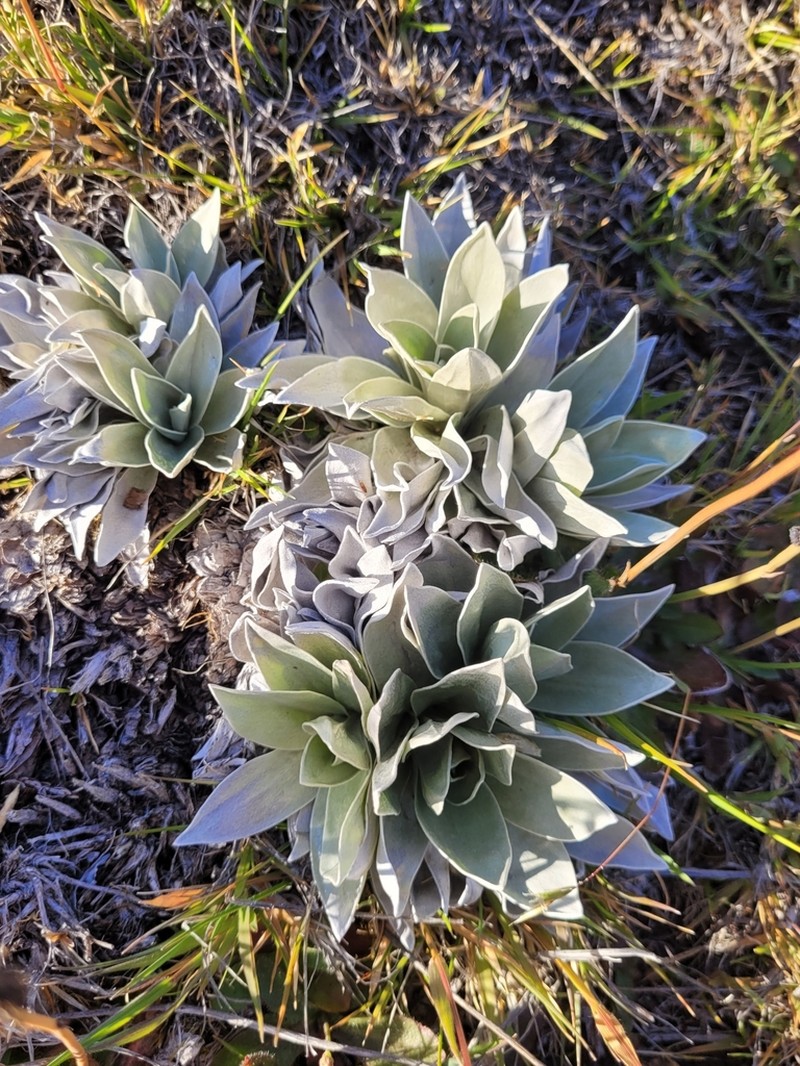 Helichrysum arnicoides photo 7