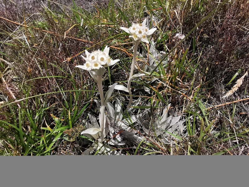 Helichrysum arnicoides photo 8
