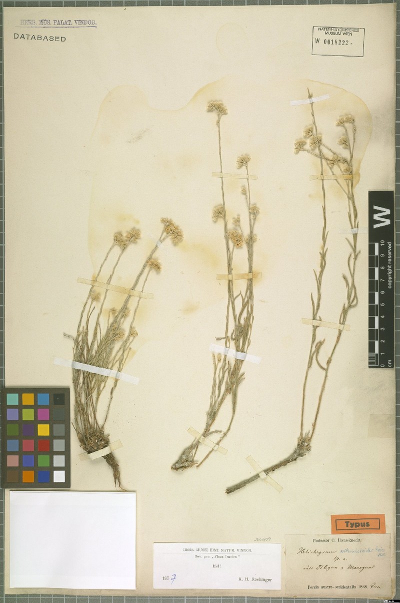 Helichrysum artemisioides photo 2
