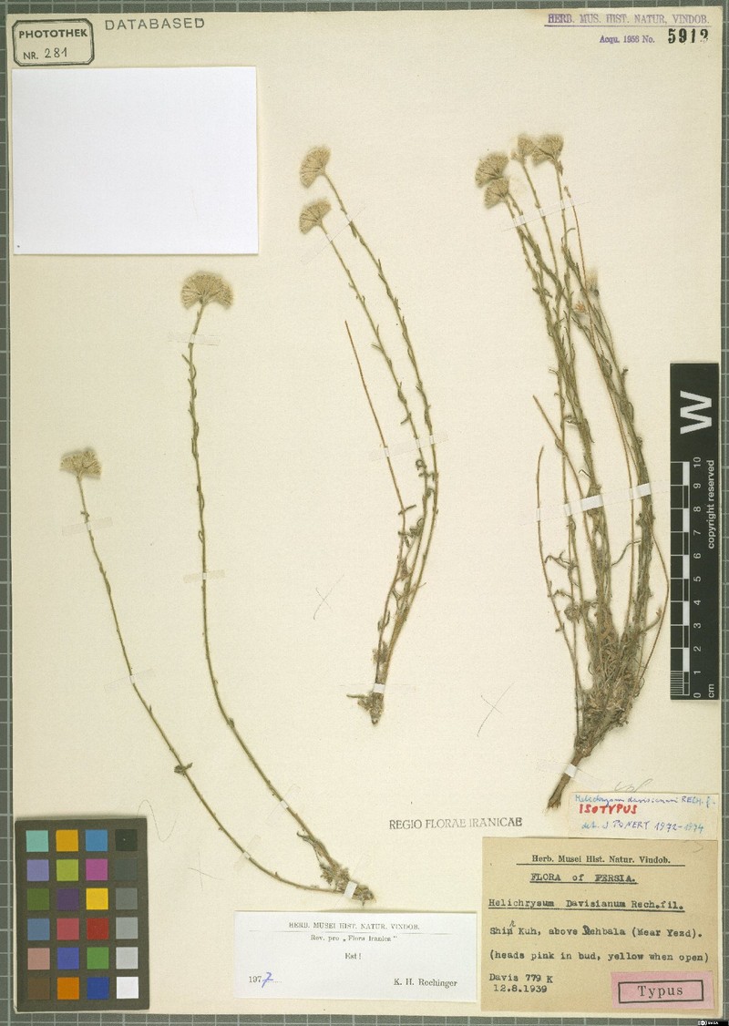 Helichrysum artemisioides var. davisianum
