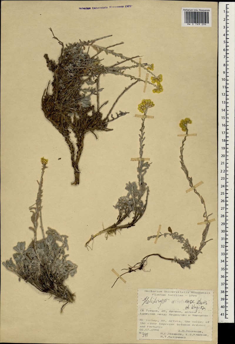 Helichrysum artvinense