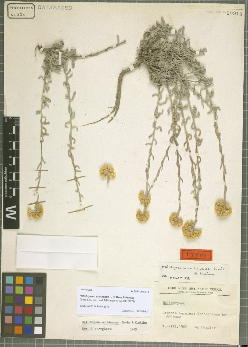 Helichrysum artvinense photo 2