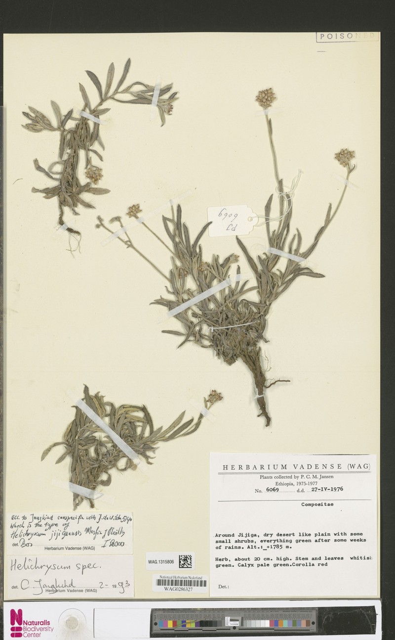 Helichrysum arussense