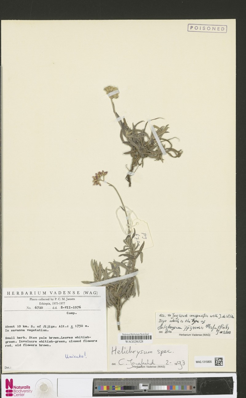 Helichrysum arussense photo 2