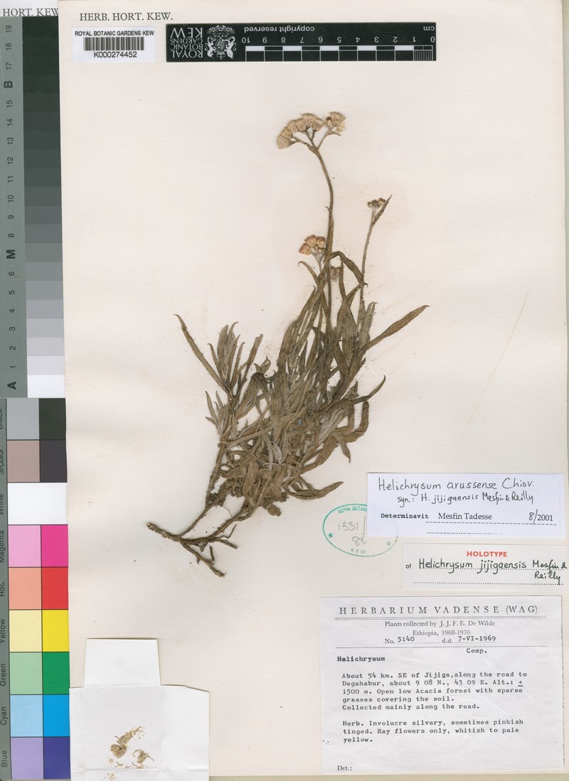 Helichrysum arussense photo 3
