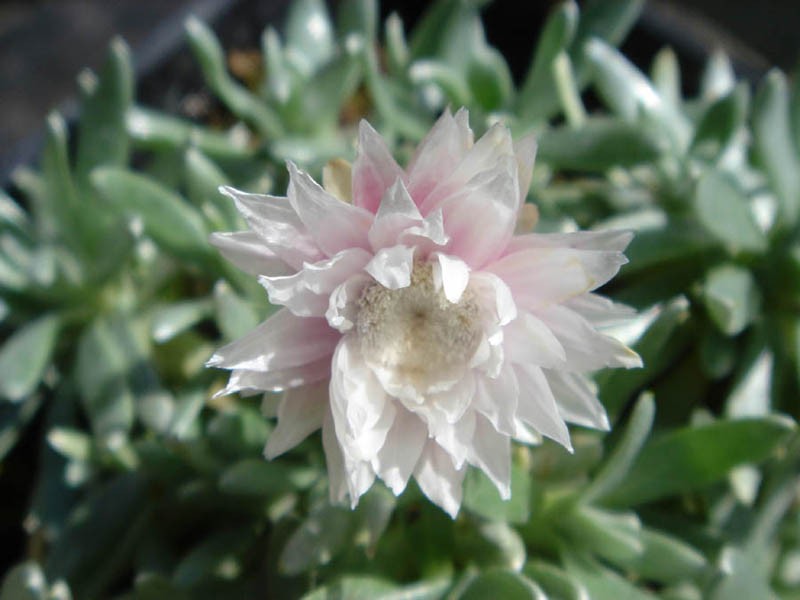 Helichrysum arwae photo 2