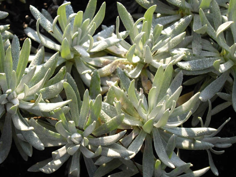 Helichrysum arwae photo 3