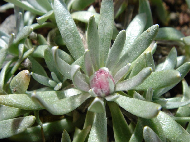 Helichrysum arwae photo 4