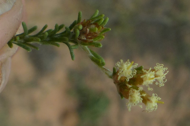 Helichrysum asperum
