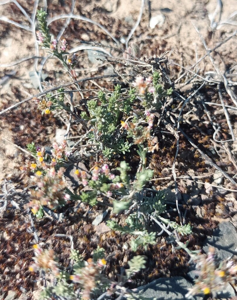 Helichrysum asperum photo 2