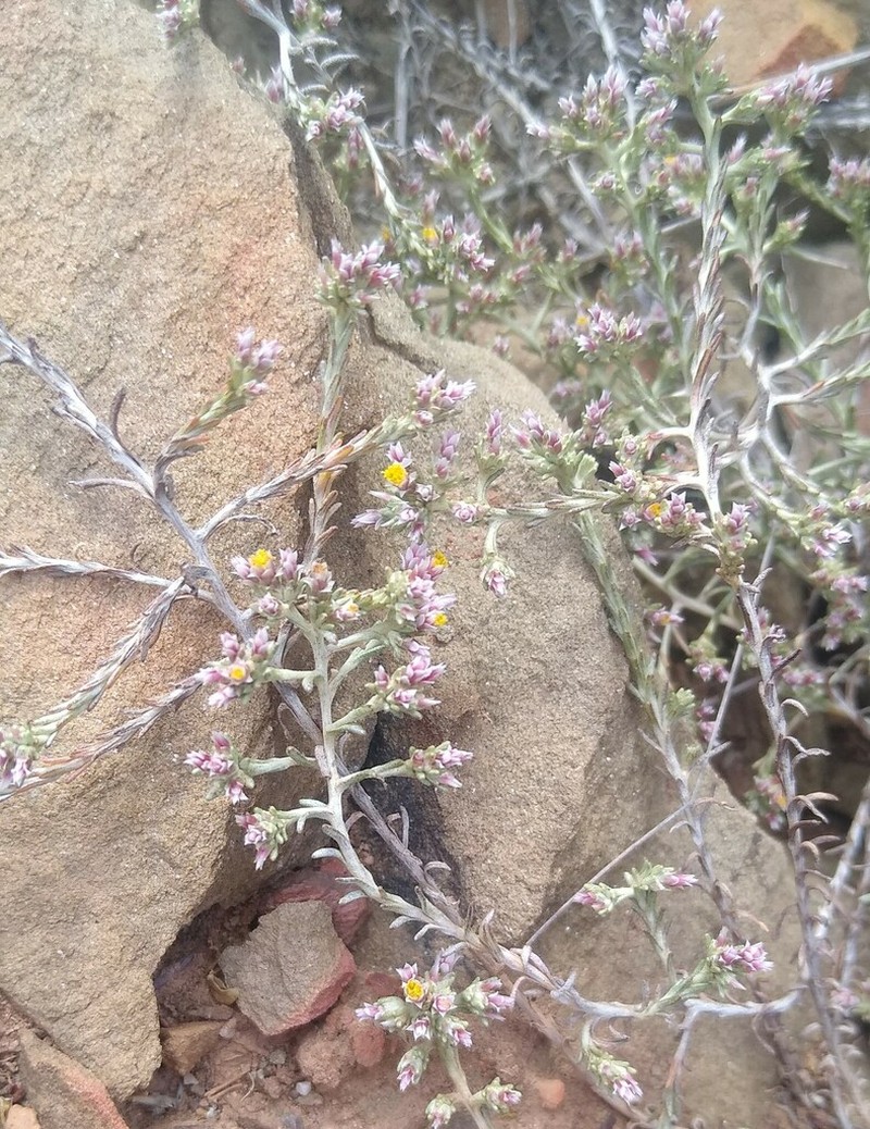 Helichrysum asperum photo 3