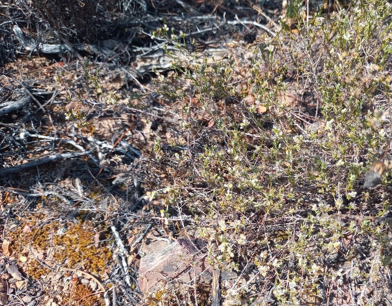 Helichrysum asperum photo 4