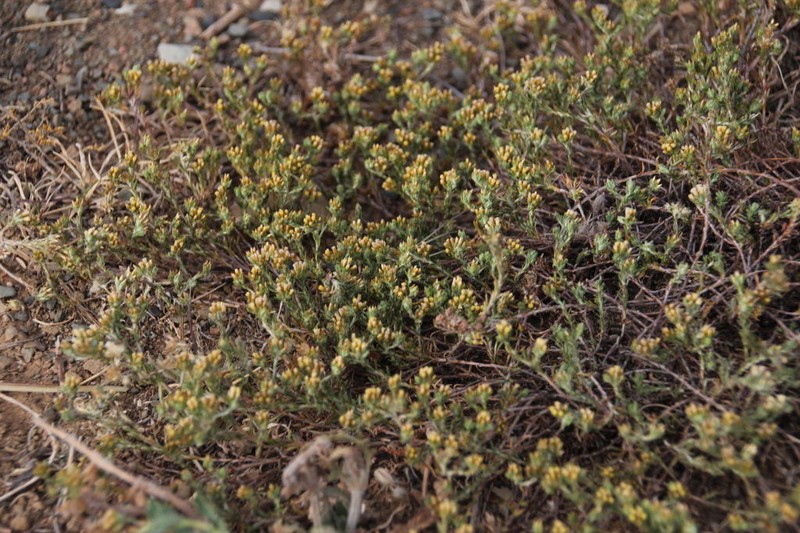 Helichrysum asperum photo 5