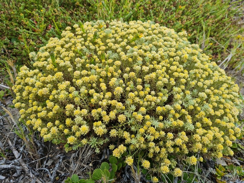 Helichrysum asperum photo 6