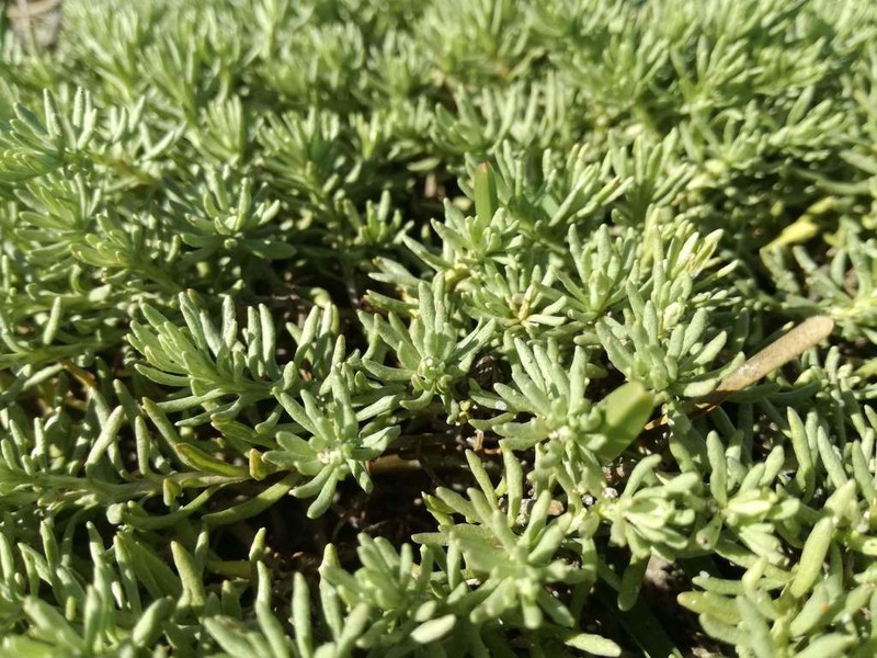 Helichrysum asperum photo 7