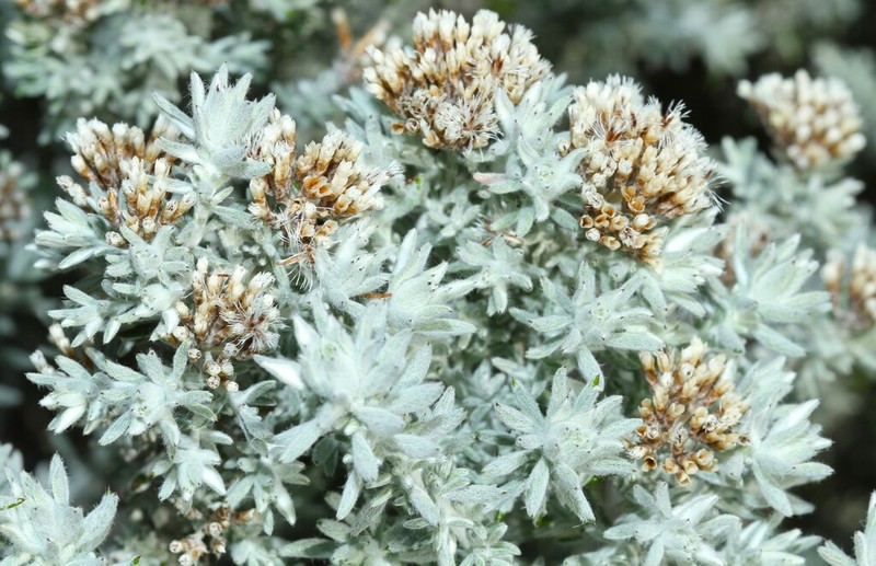 Helichrysum asperum photo 8