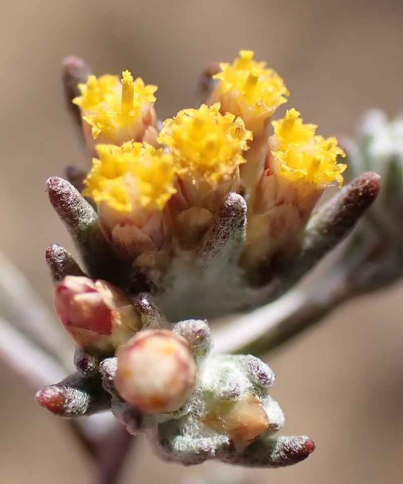 Helichrysum asperum var. albidulum