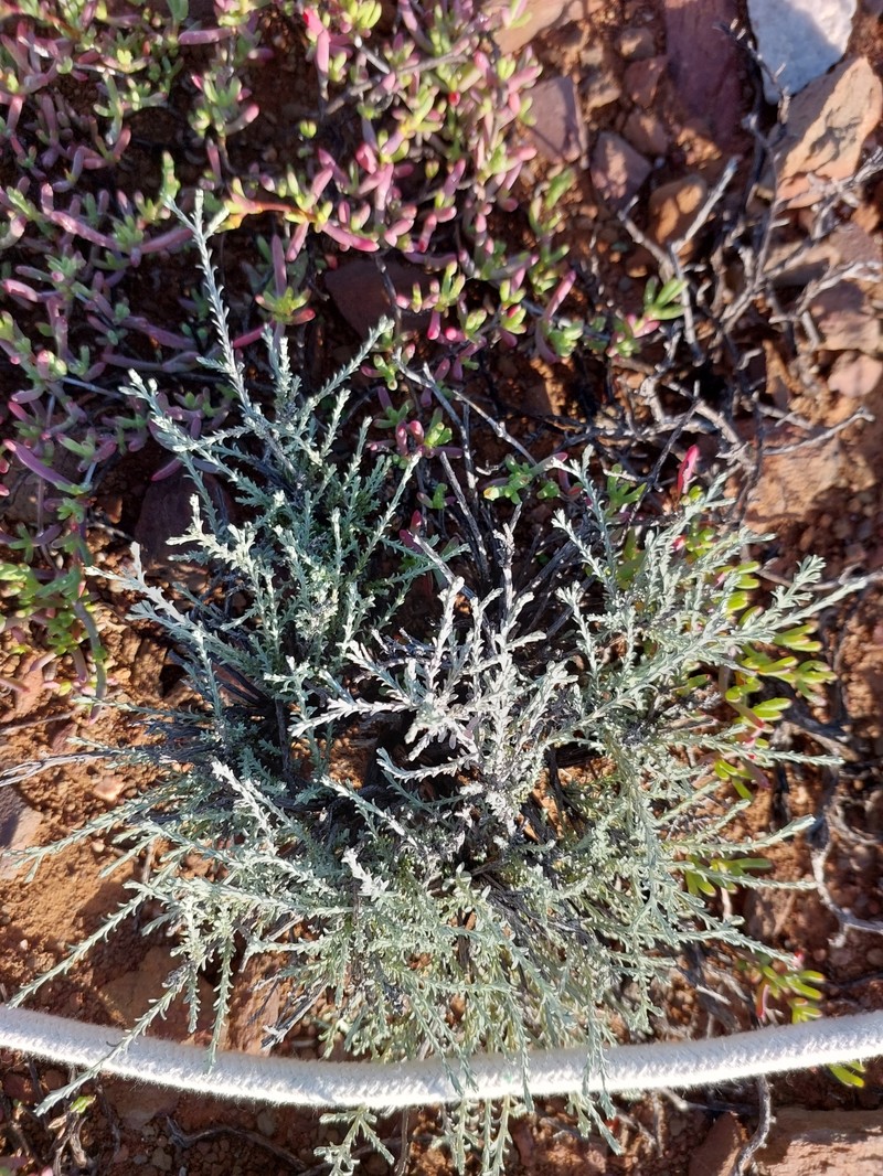 Helichrysum asperum var. albidulum photo 2