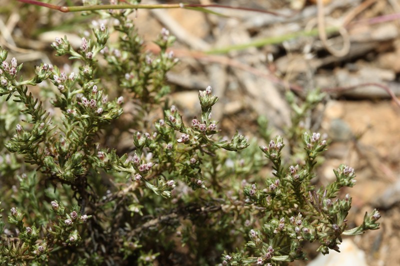 Helichrysum asperum var. albidulum photo 3