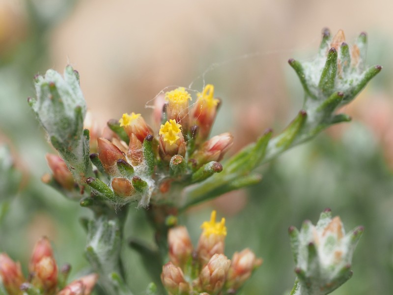Helichrysum asperum var. albidulum photo 4