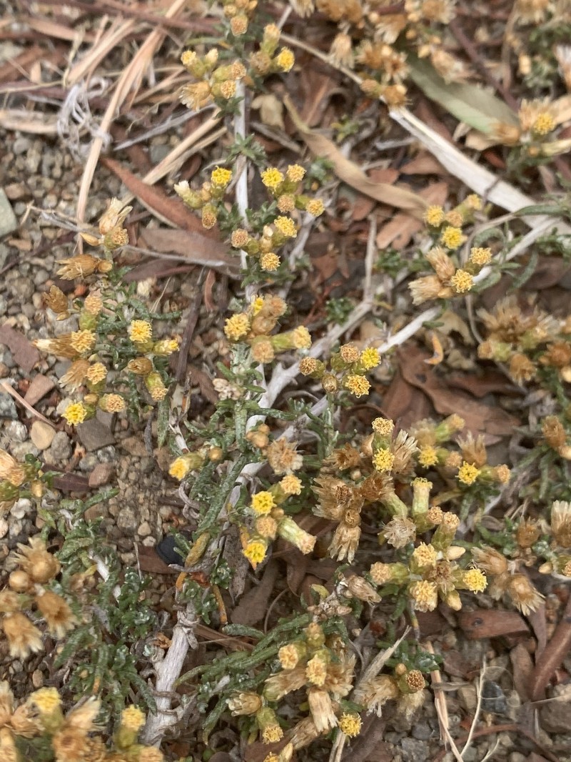 Helichrysum asperum var. appressifolium