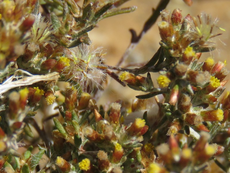 Helichrysum asperum var. appressifolium photo 2