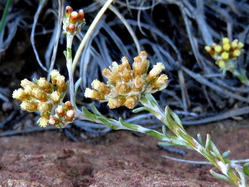 Helichrysum asperum var. appressifolium photo 3