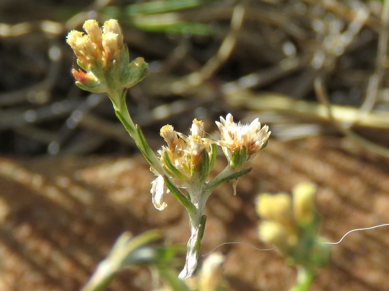 Helichrysum asperum var. appressifolium photo 4