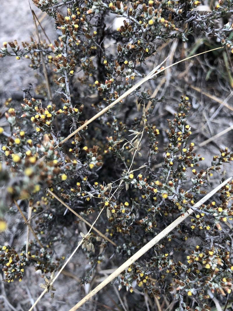 Helichrysum asperum var. asperum
