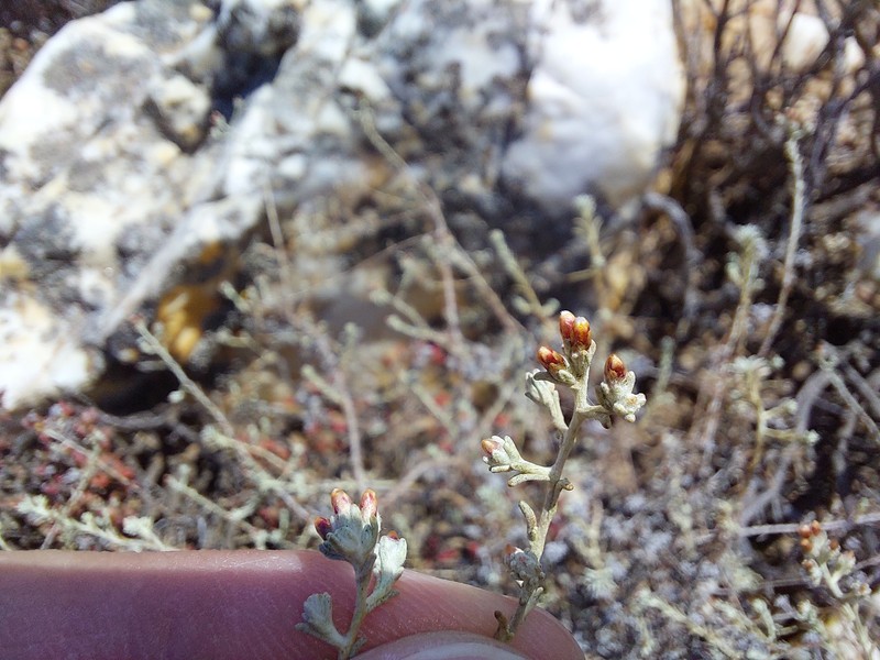 Helichrysum asperum var. asperum photo 2