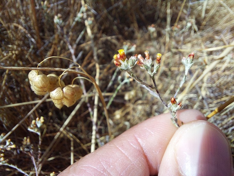 Helichrysum asperum var. asperum photo 3
