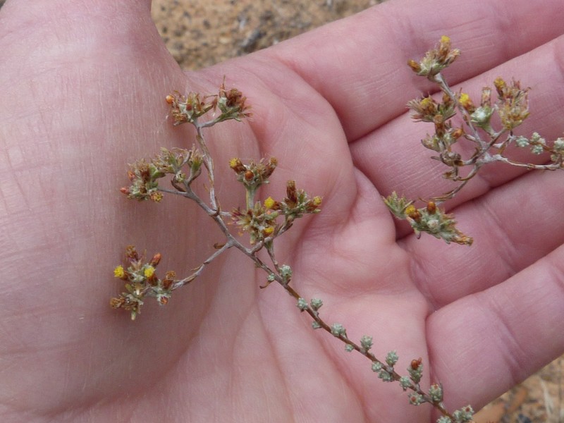 Helichrysum asperum var. asperum photo 4