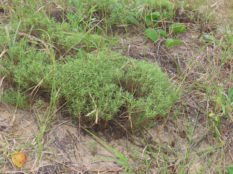 Helichrysum asperum var. comosum