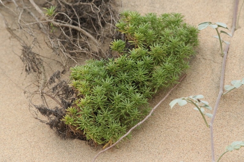 Helichrysum asperum var. comosum photo 2