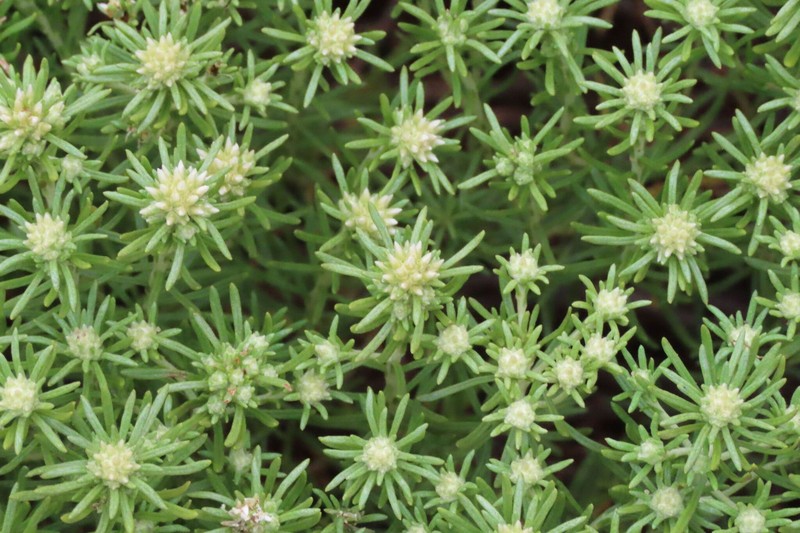 Helichrysum asperum var. comosum photo 3