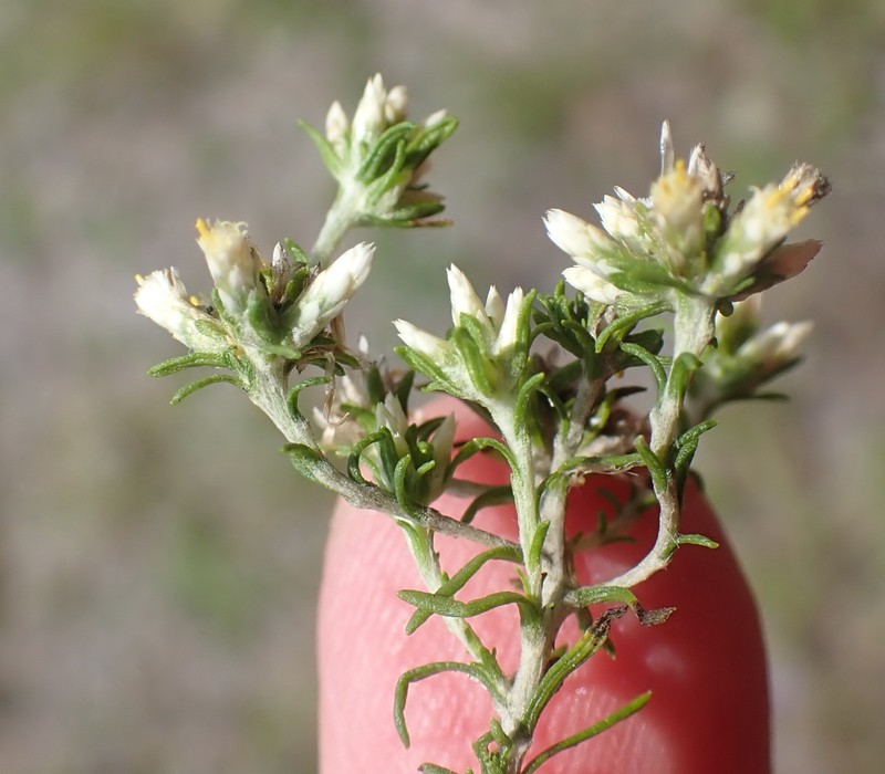 Helichrysum asperum var. glabrum