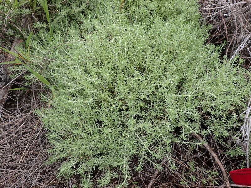Helichrysum asperum var. glabrum photo 2
