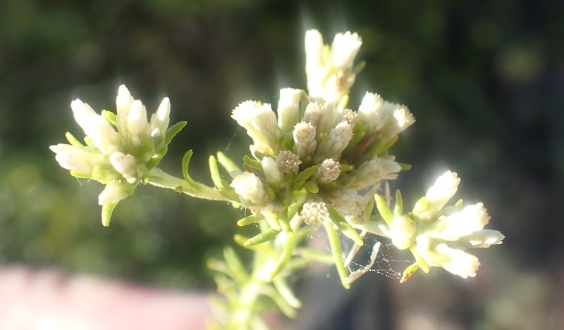Helichrysum asperum var. glabrum photo 3