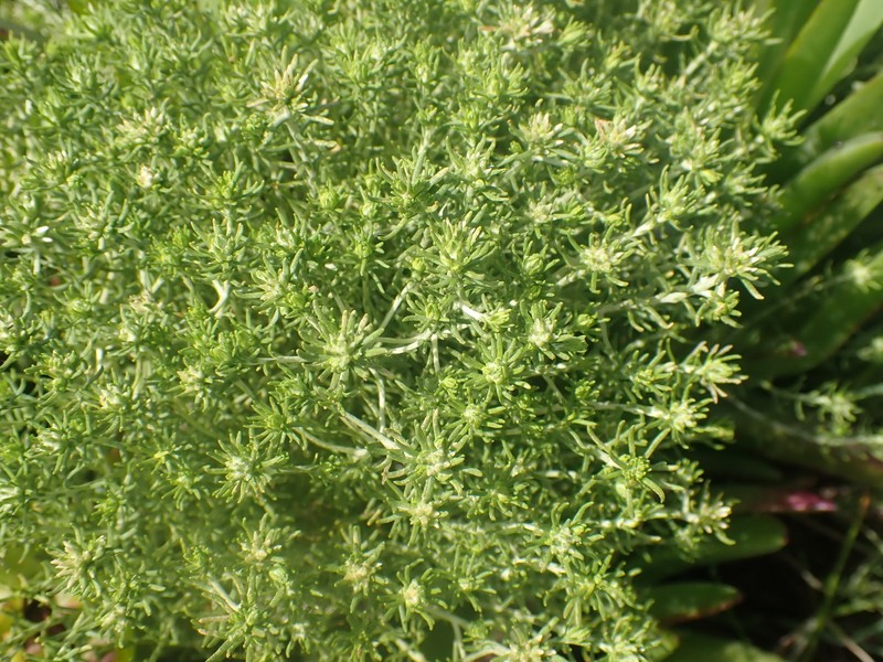 Helichrysum asperum var. glabrum photo 4