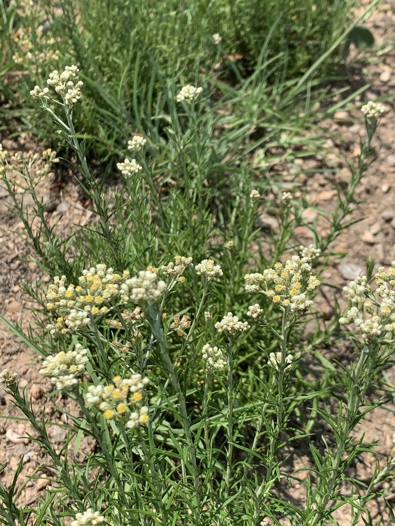 Helichrysum athrixiifolium photo 2