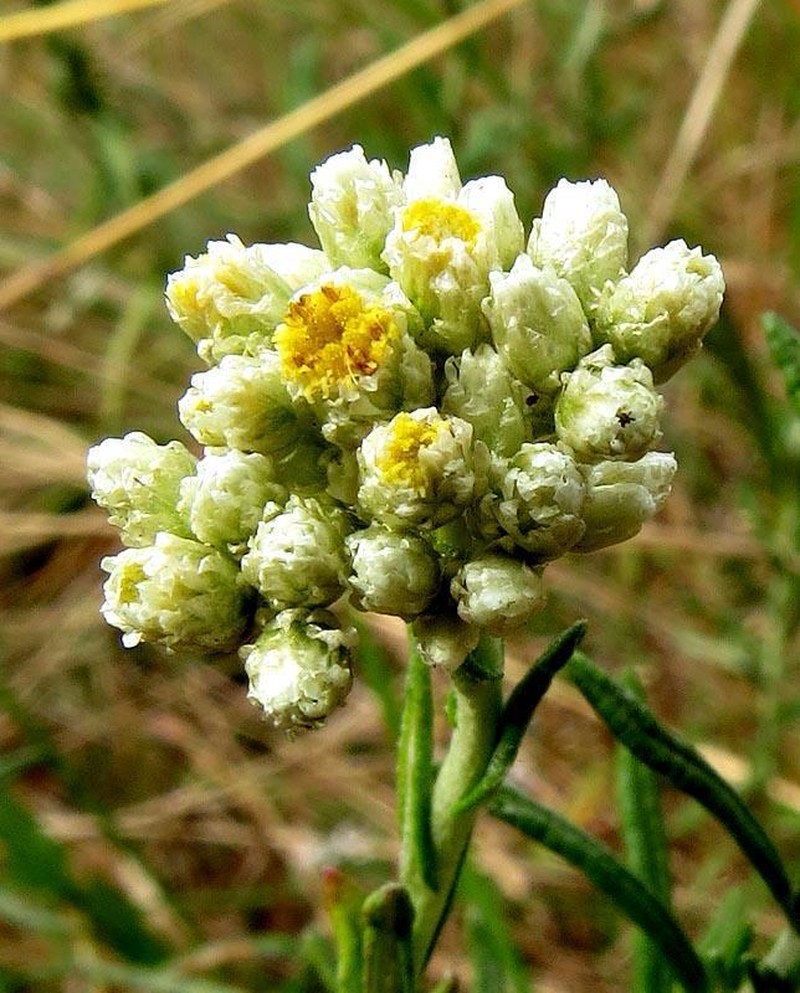 Helichrysum athrixiifolium photo 3