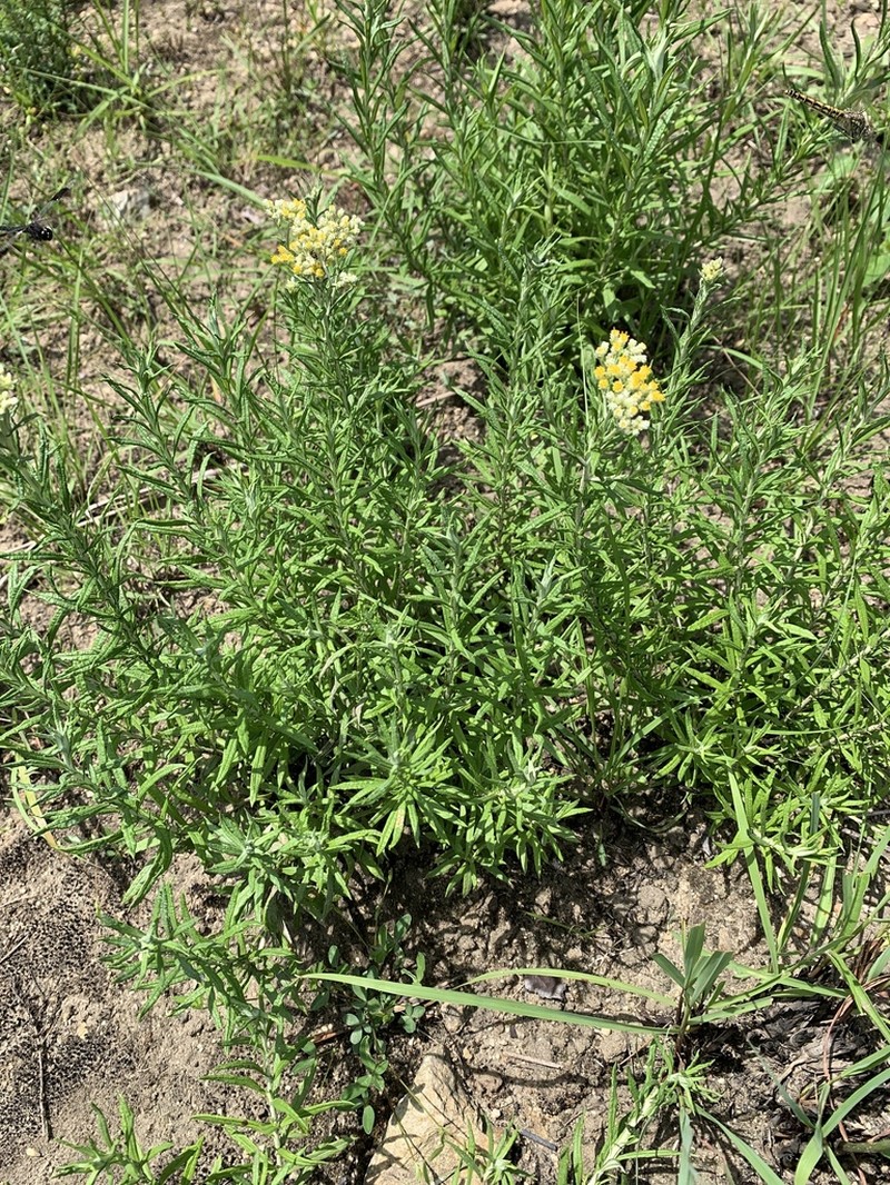 Helichrysum athrixiifolium photo 4