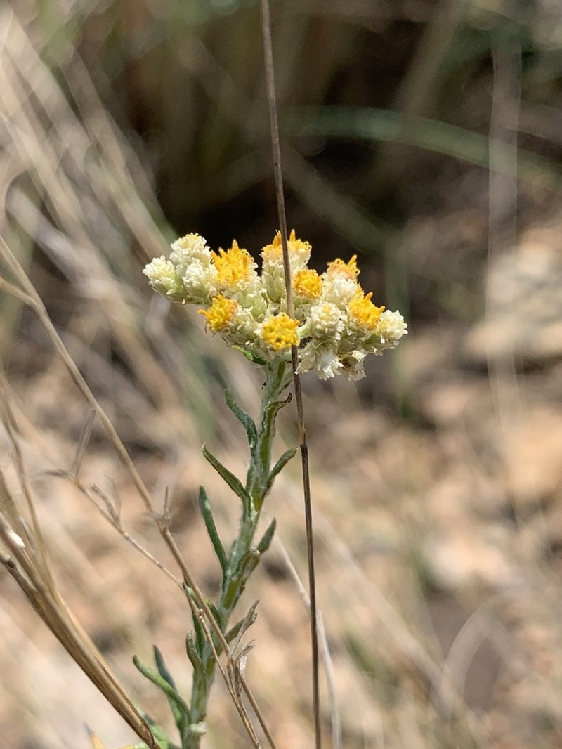 Helichrysum athrixiifolium photo 5